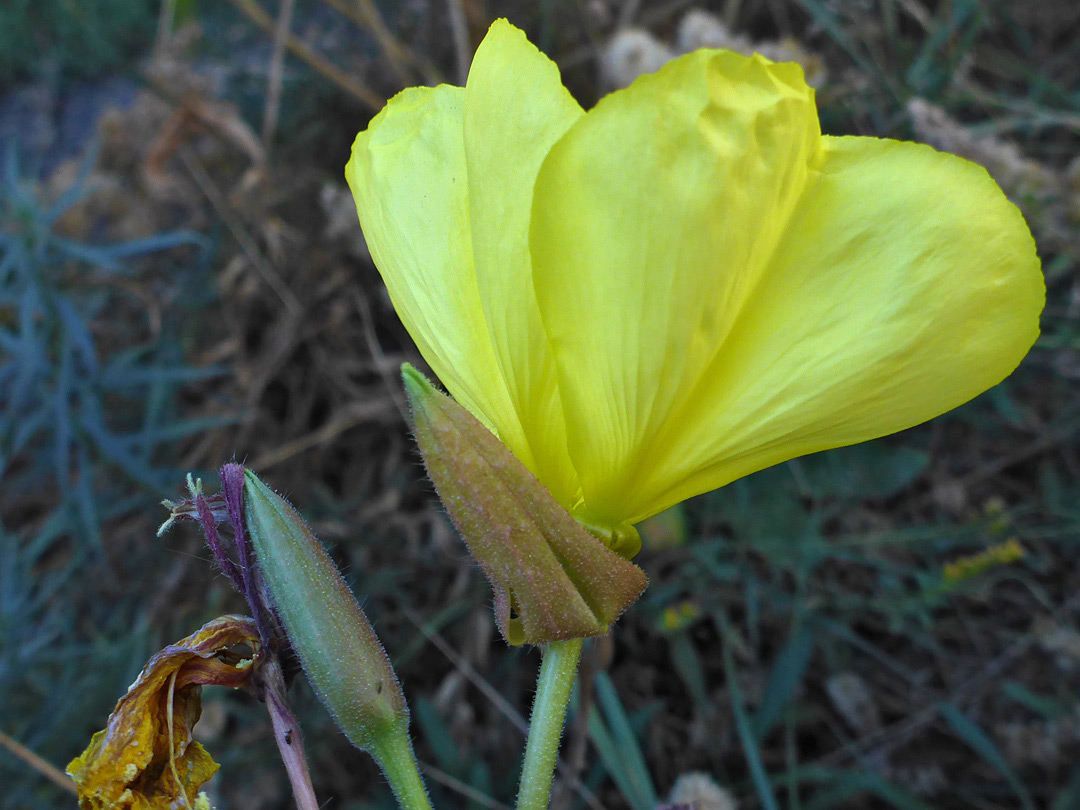 Petals and sepals