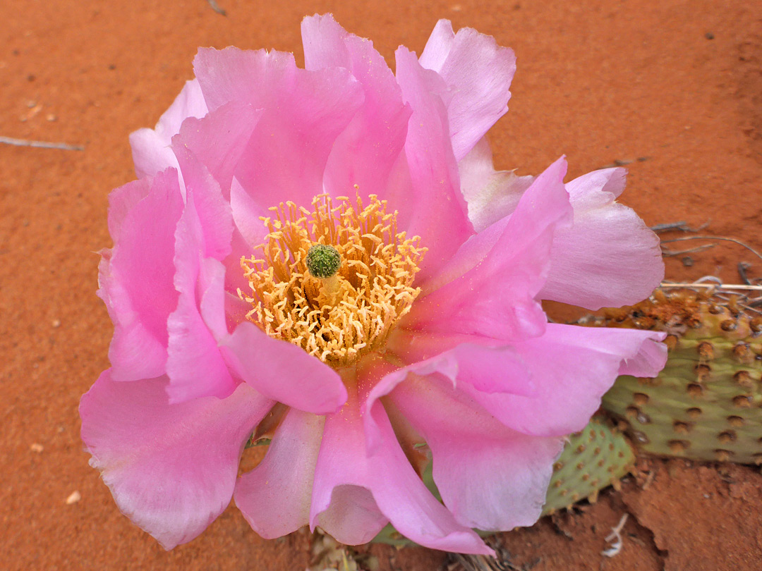 Rose-pink flower