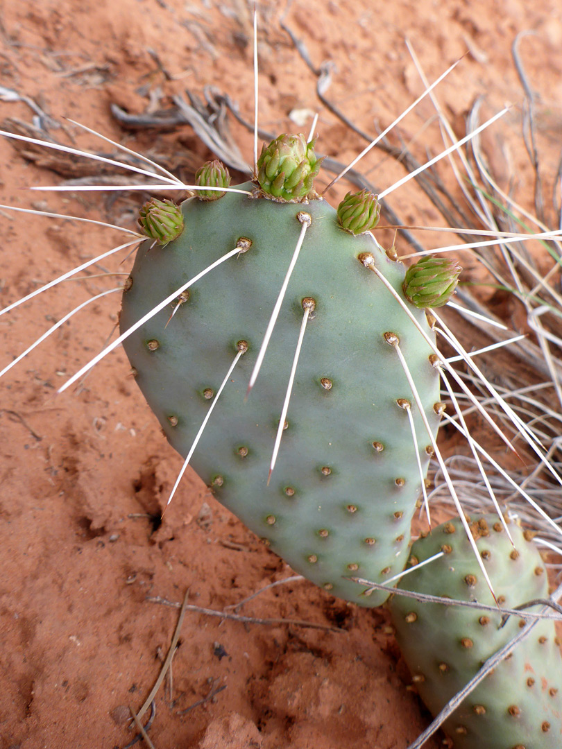 White spines