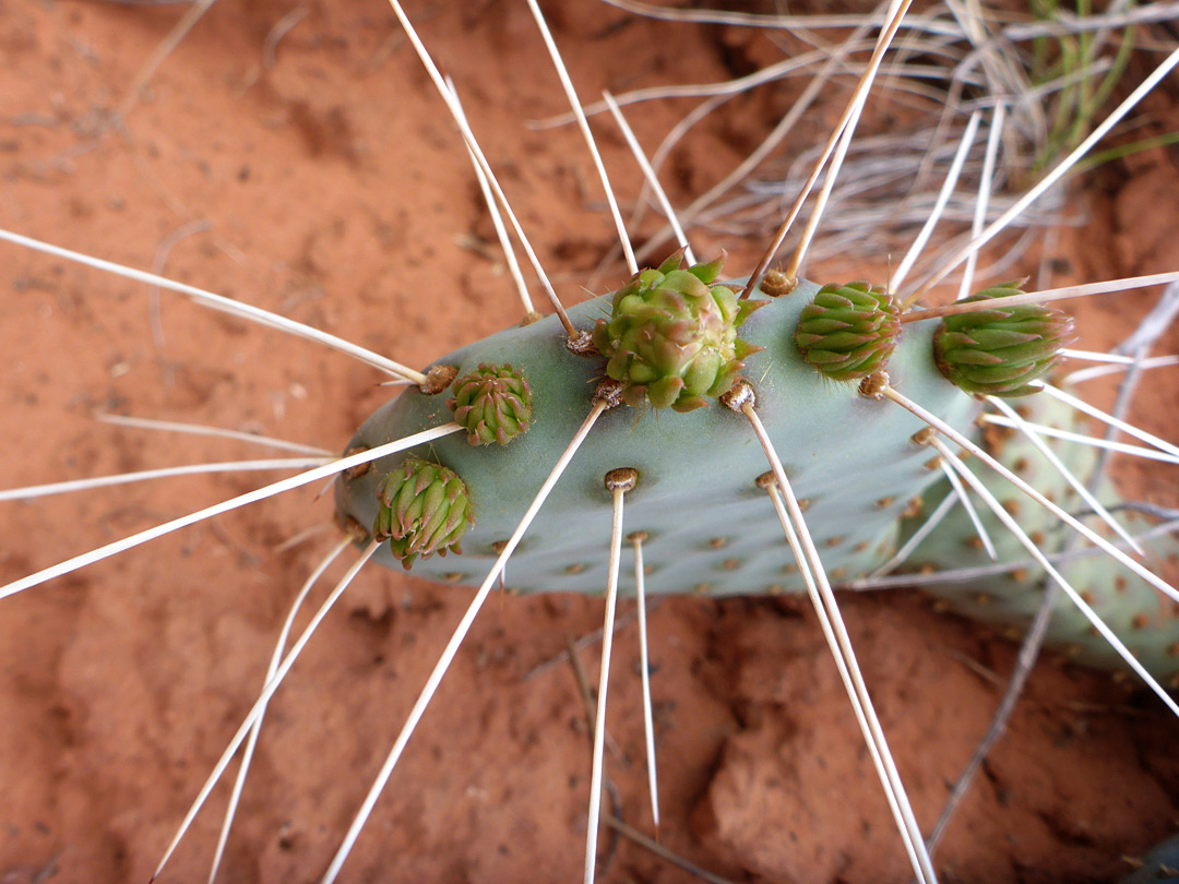 Flower buds