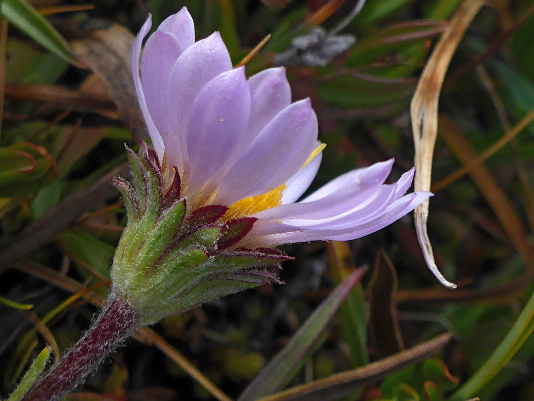 Solitary flowerhead