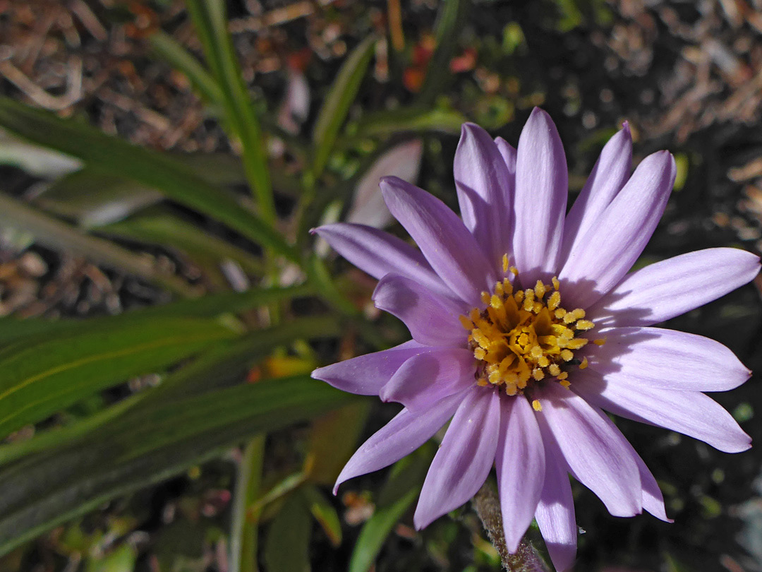 Orange-centered flowerhead