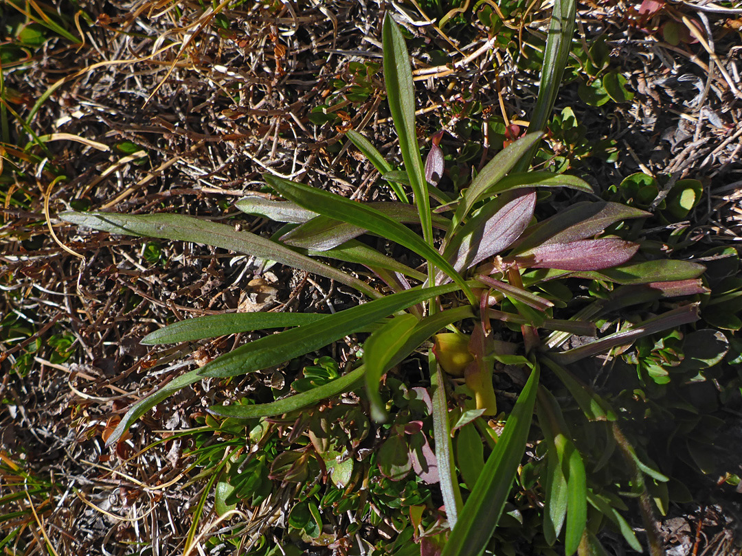 Basal leaves