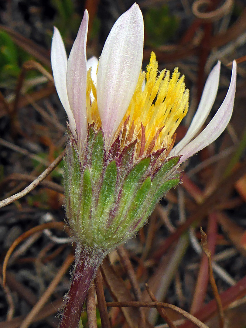 Upwards-pointing florets