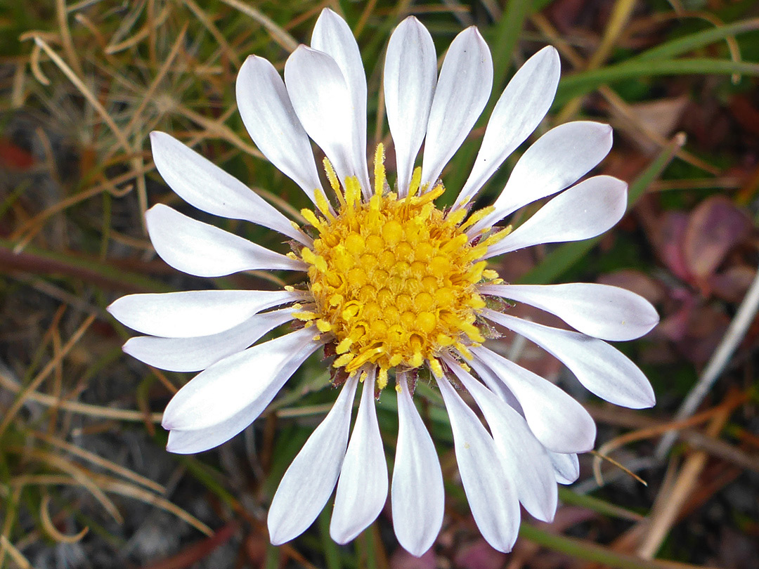 Yellow and white flowerhead