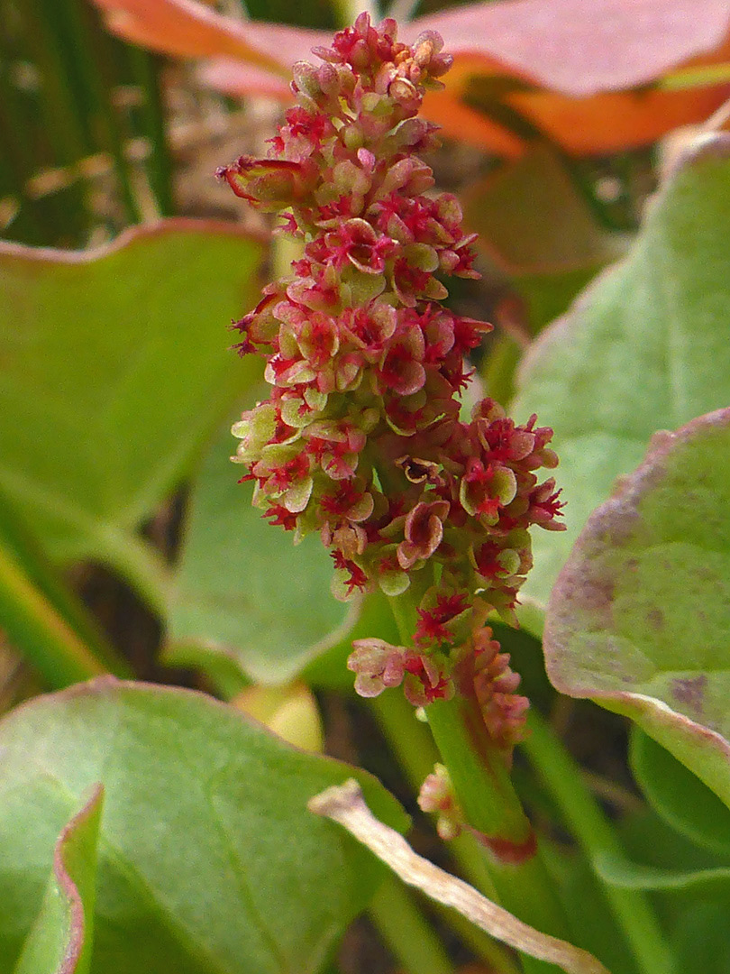 Reddish inflorescence