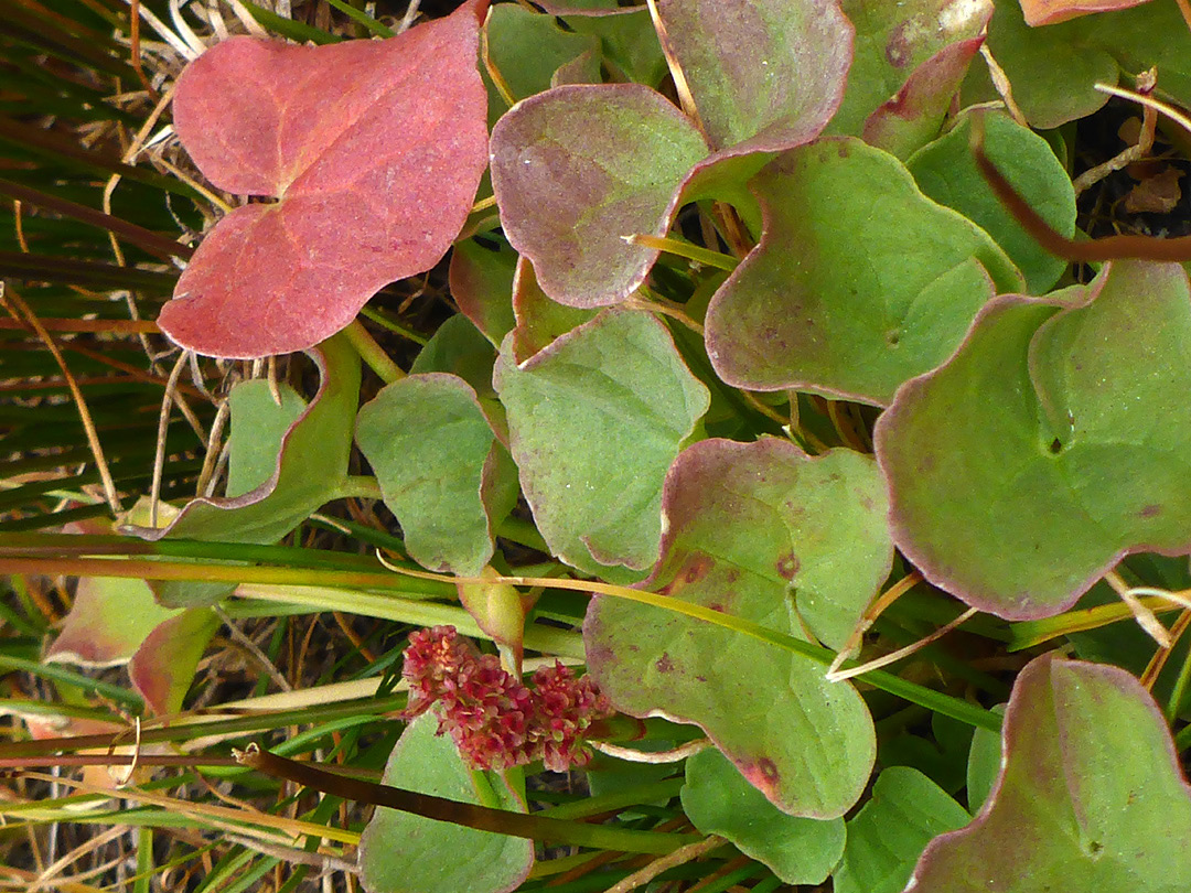 Rounded leaves