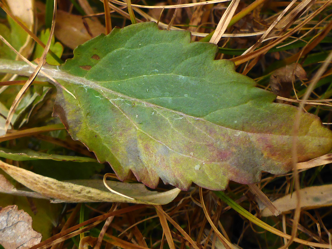 Toothed leaf