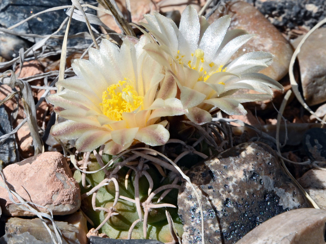 Pair of flowers