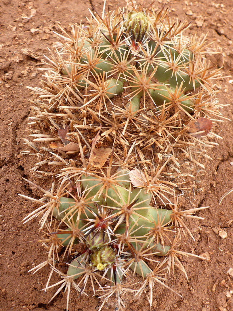 Pronounced tubercles - pictures of Pediocactus Sileri - Southwest USA ...