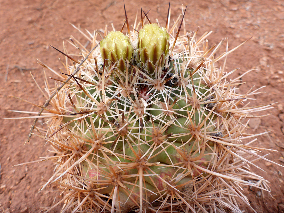 Plant about to bloom