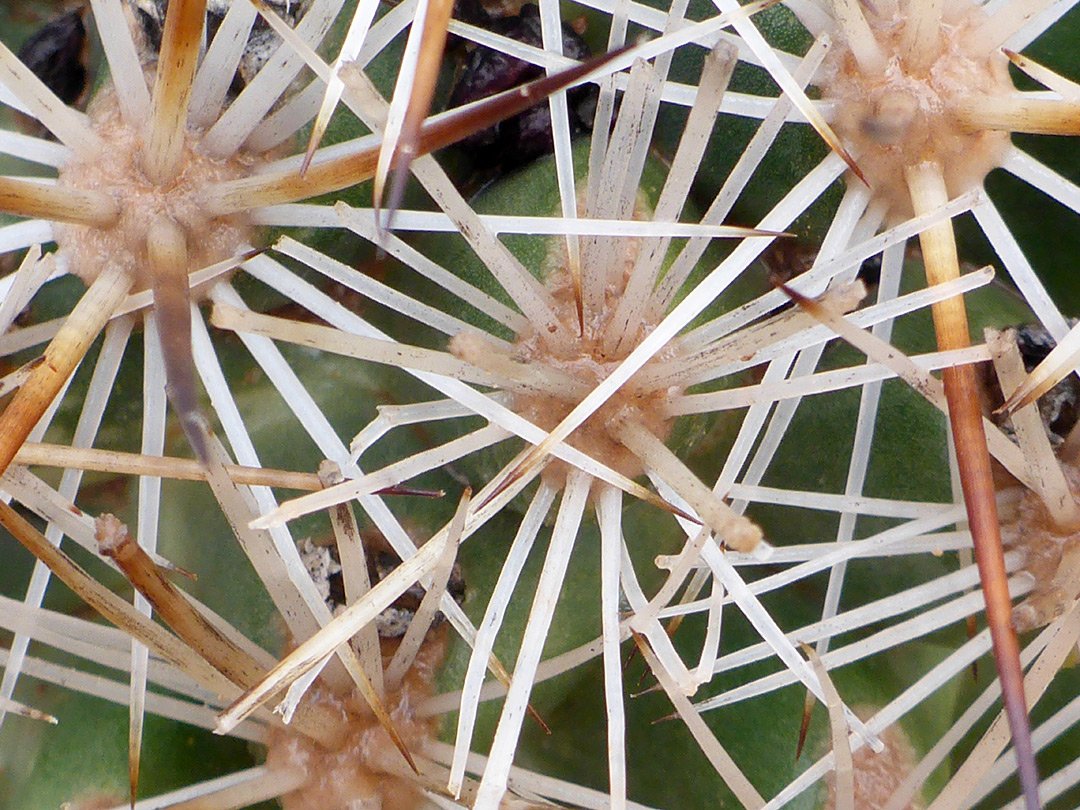 White radial spines