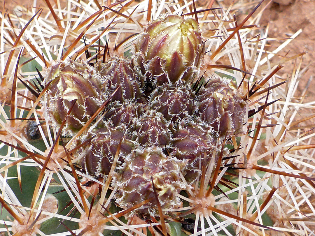 Purplish buds