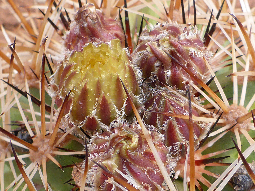 Yellow flower