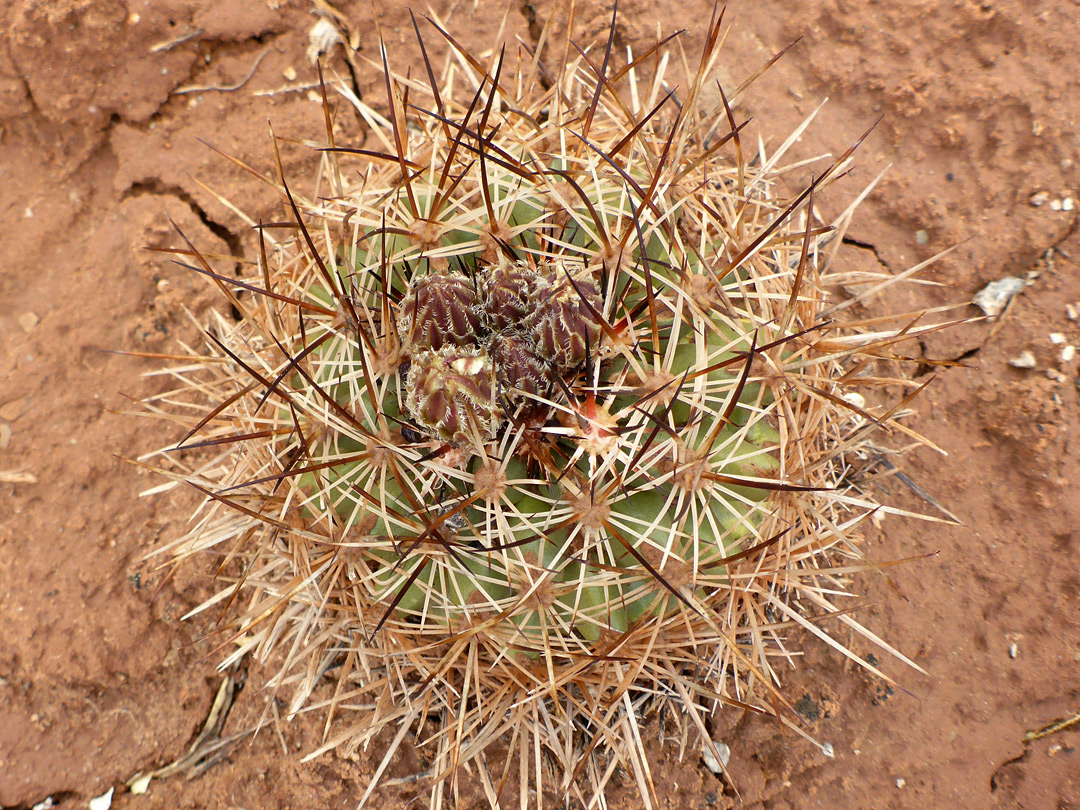 Spherical stem - pictures of Pediocactus Sileri - Southwest USA Pediocactus