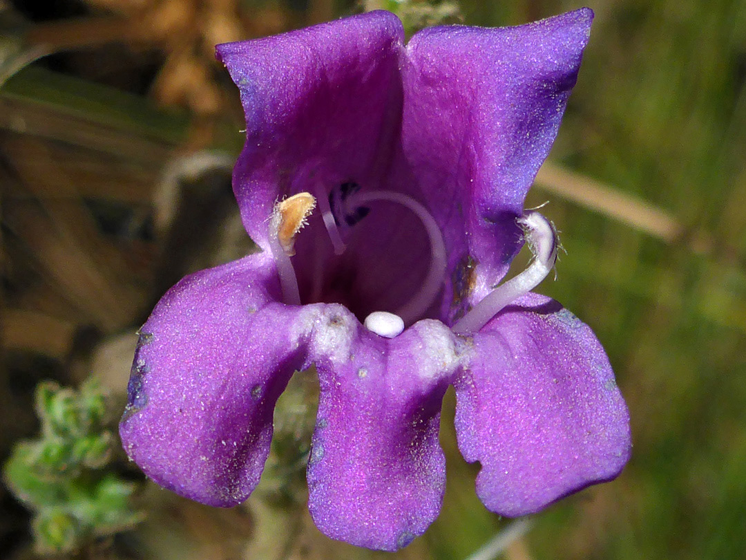 Stamens and staminode