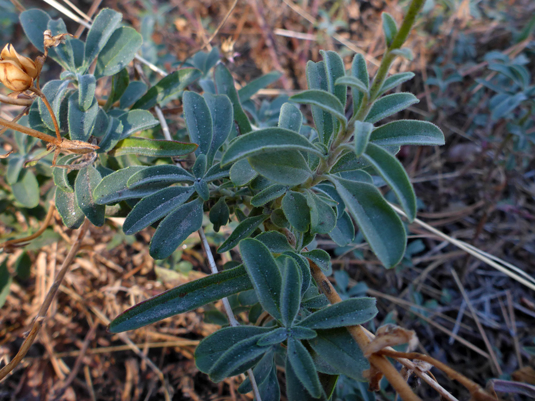 Dark green leaves