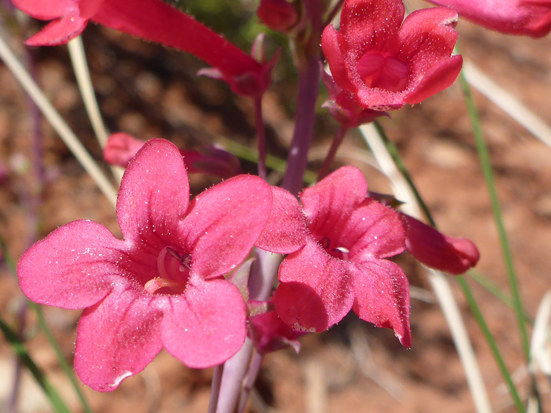 Pinkish-red flowers