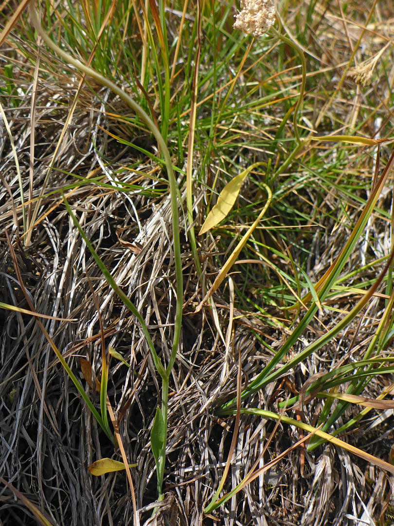 Linear leaves