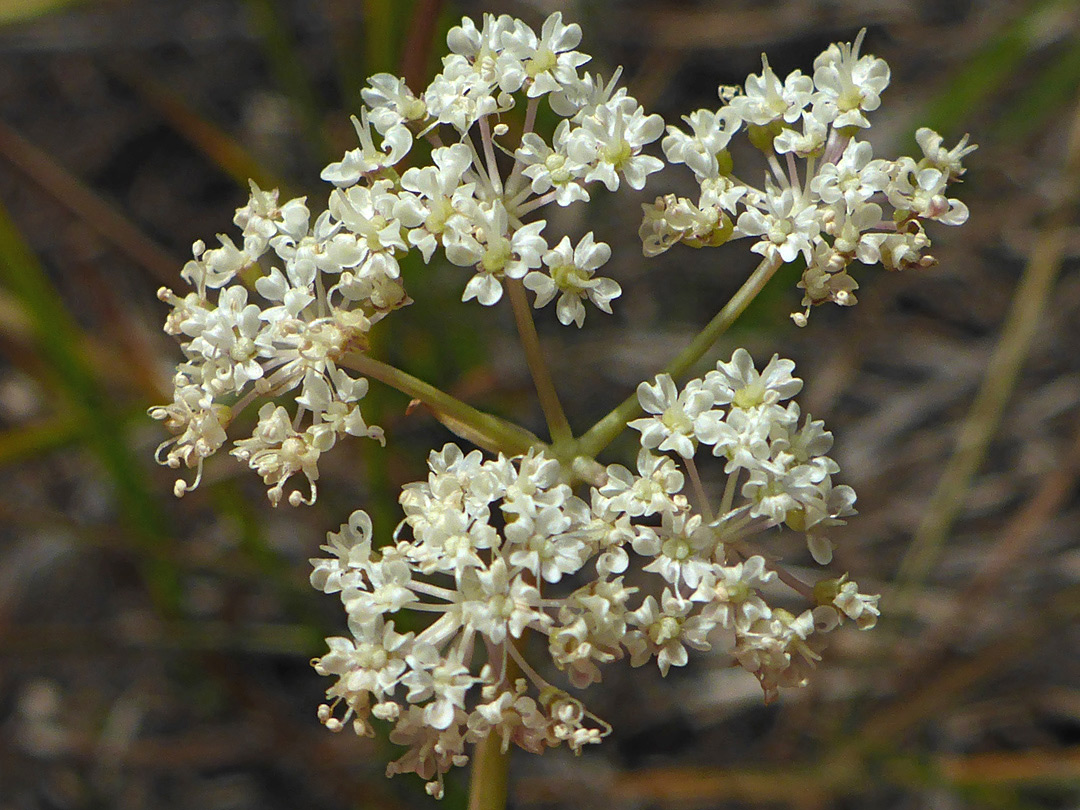 White inflorescence