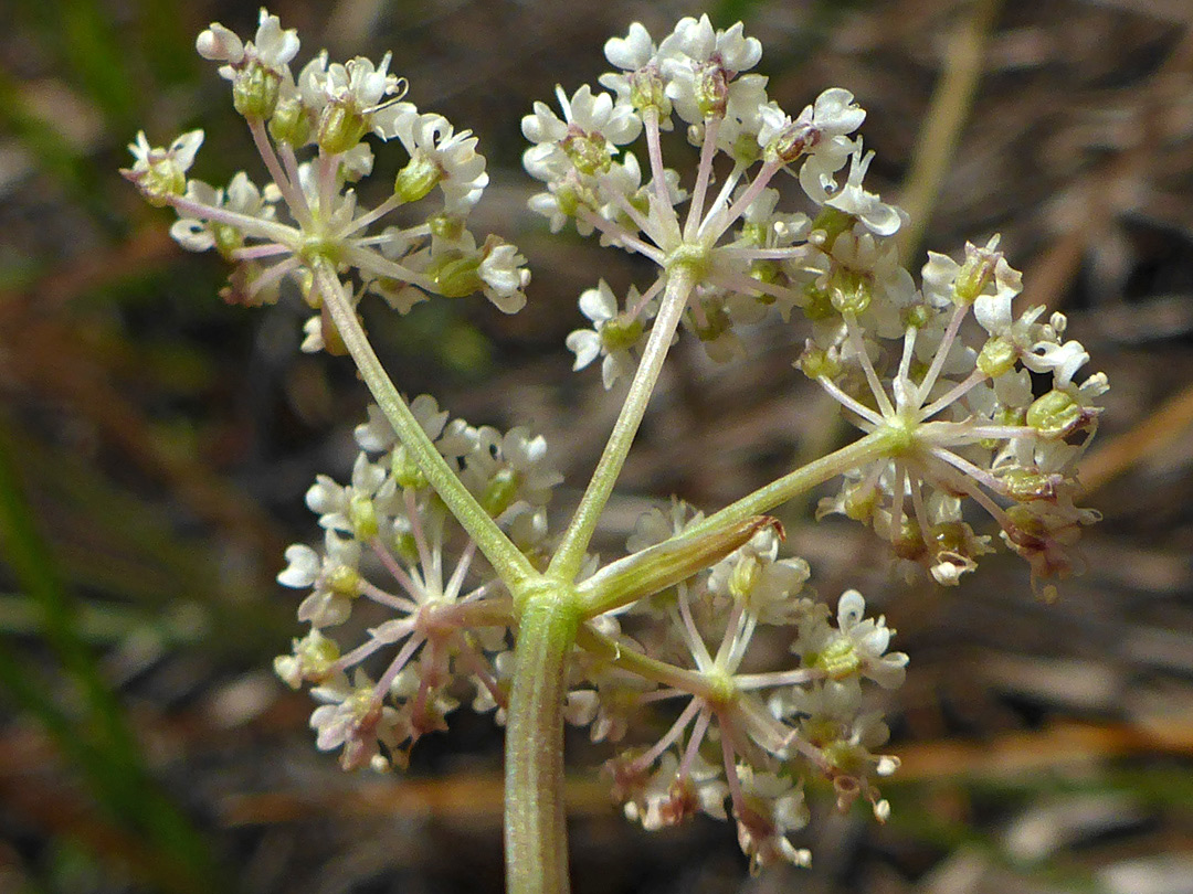 Bractless flower cluster