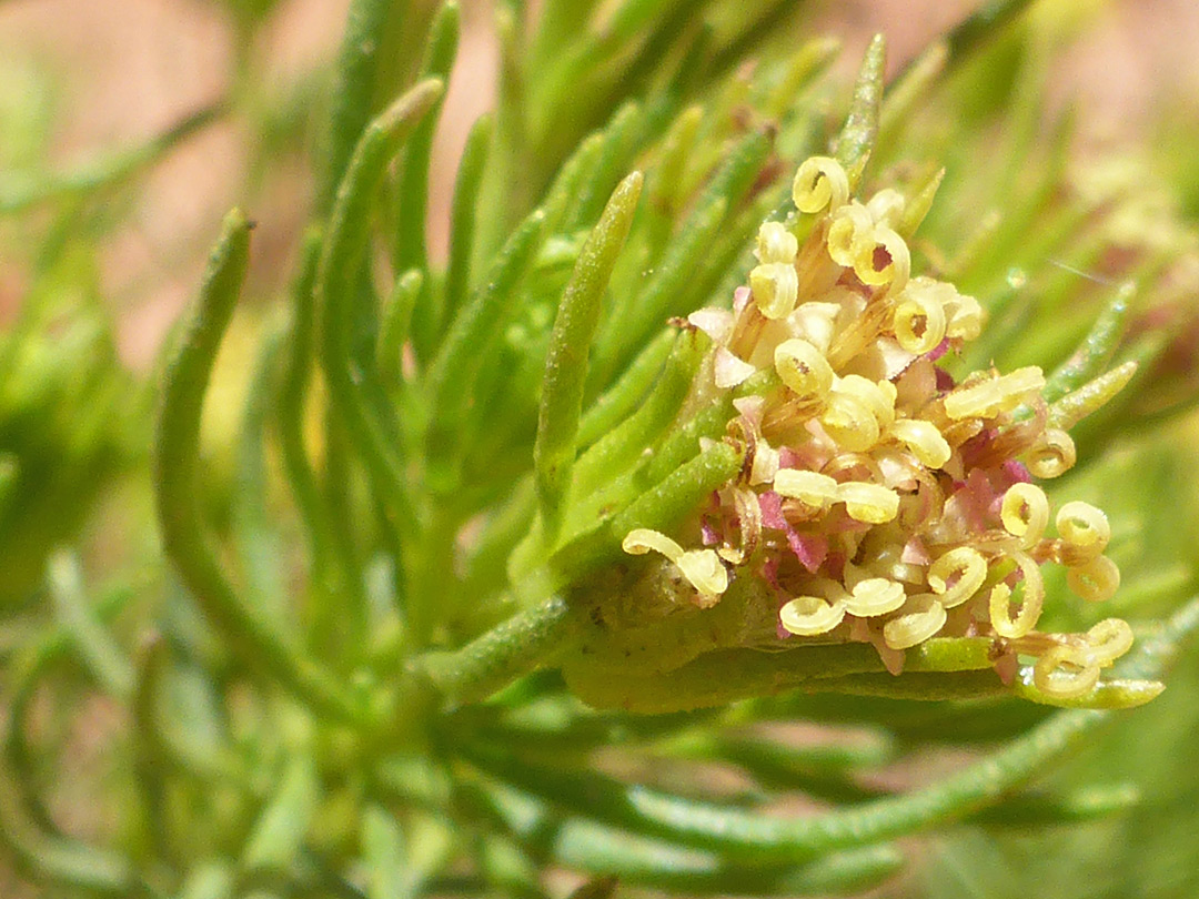 Pinkish-yellow florets