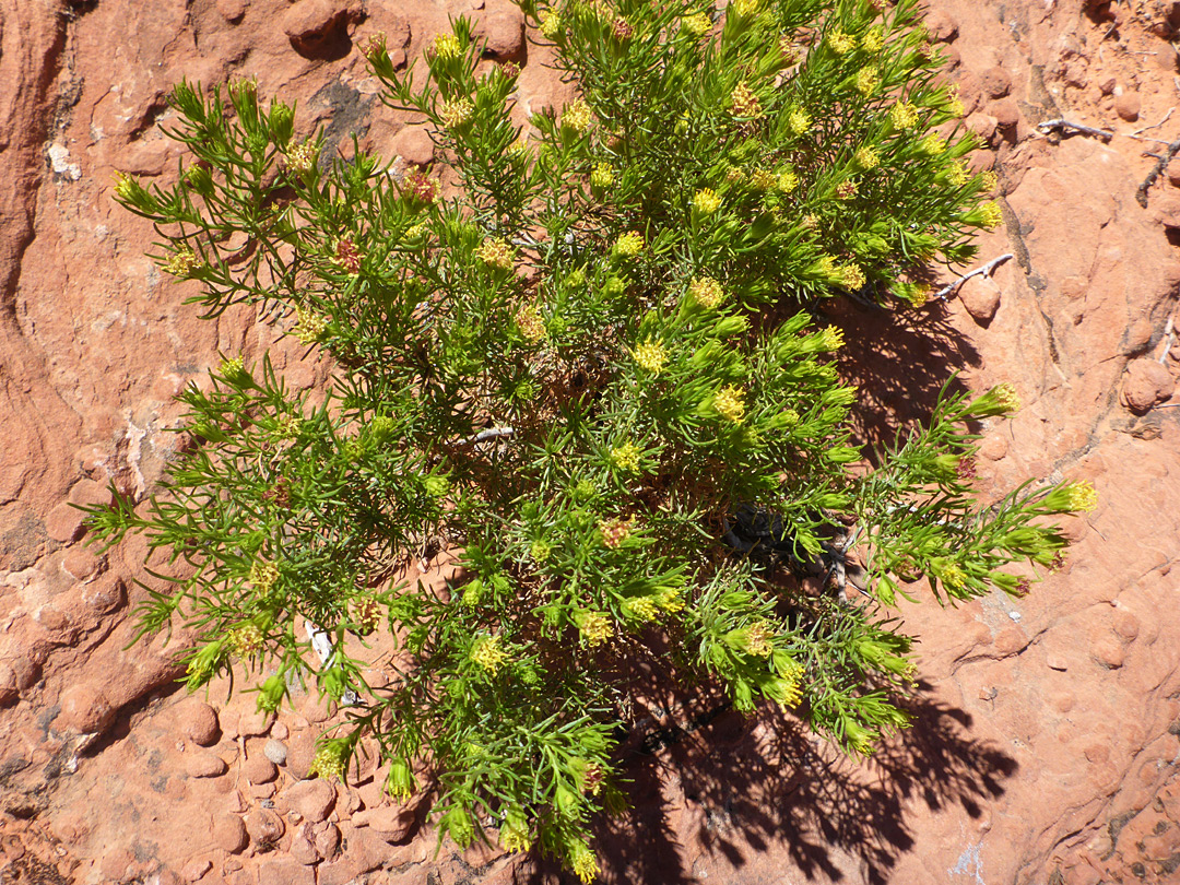 Conifer-like plant