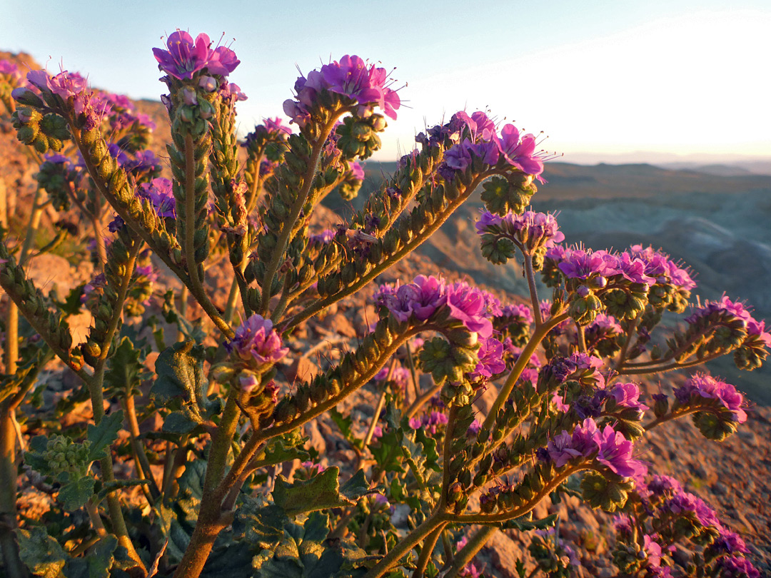 Plant at sunset