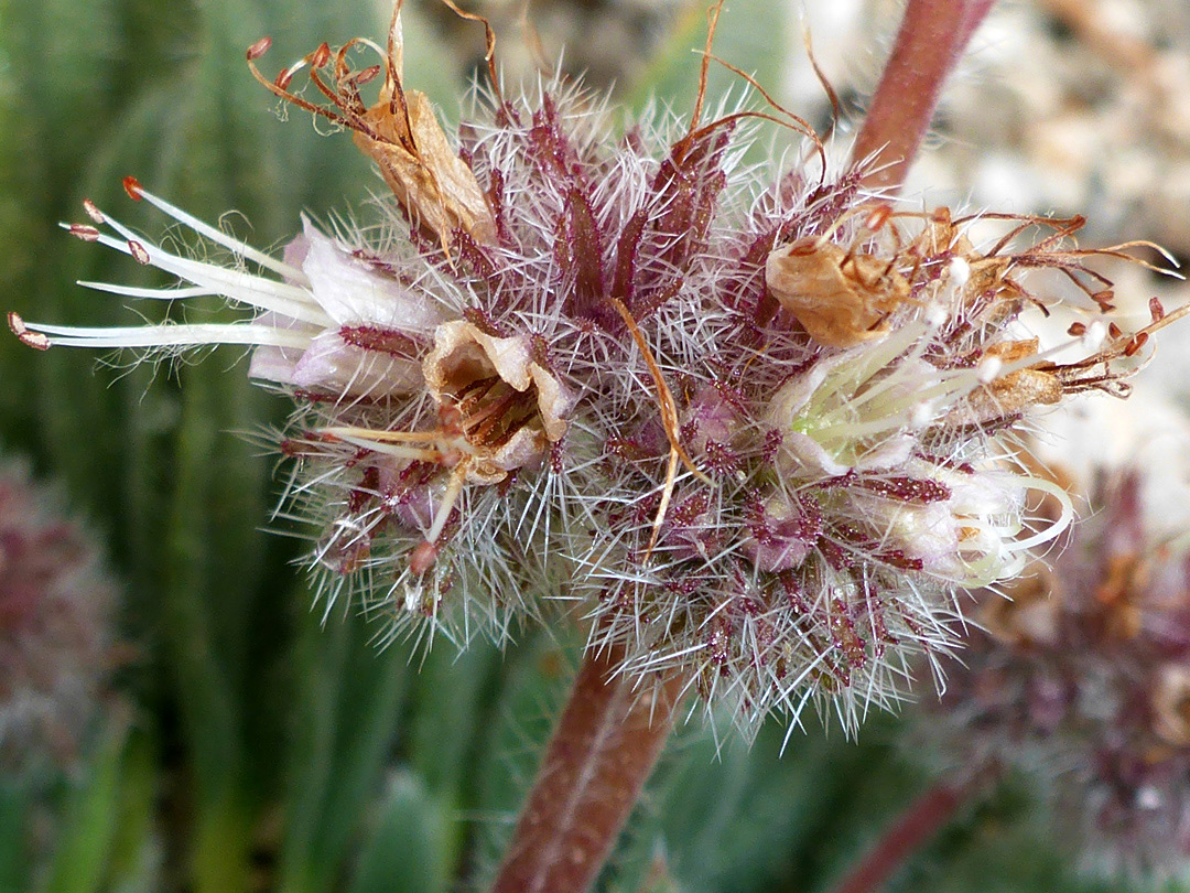 Calyces and corollas