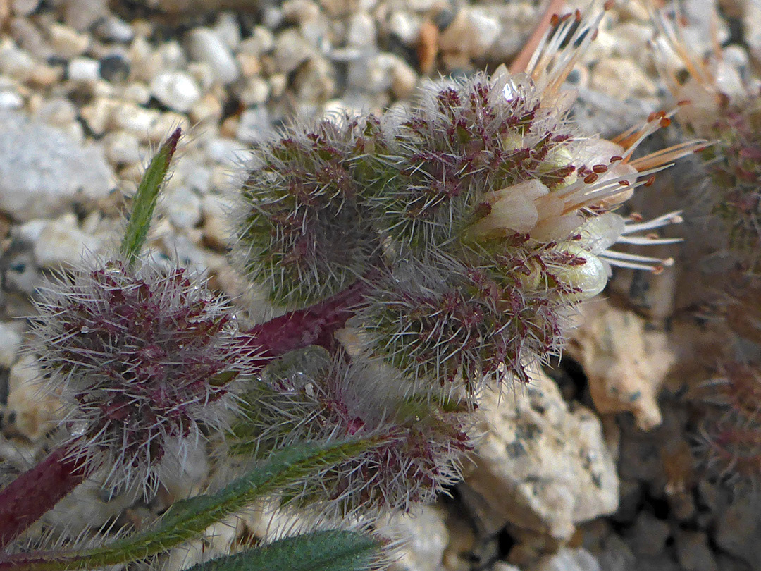 Bristly inflorescence