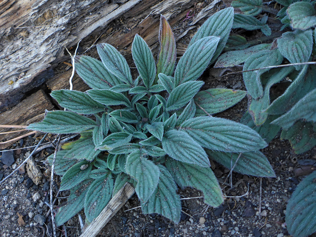 Strongly-veined leaves