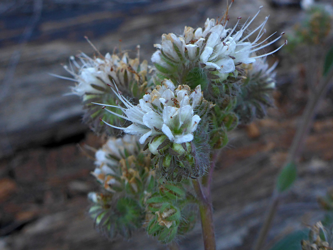 White flowers