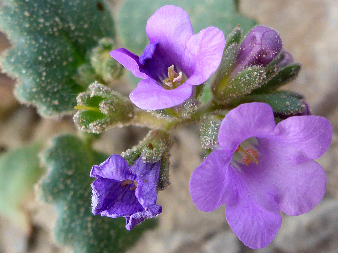 Cluster of flowers