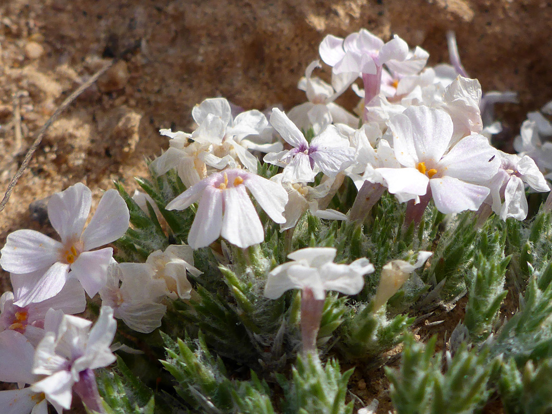 White flowers