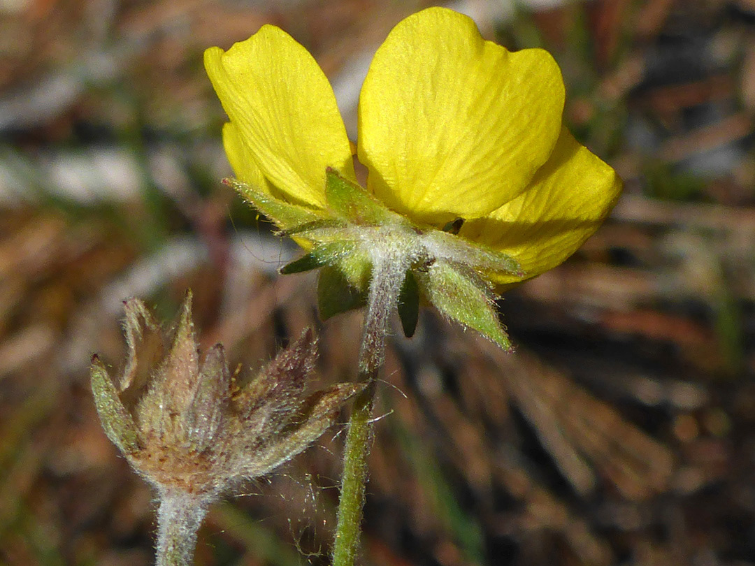 Sepals and petals