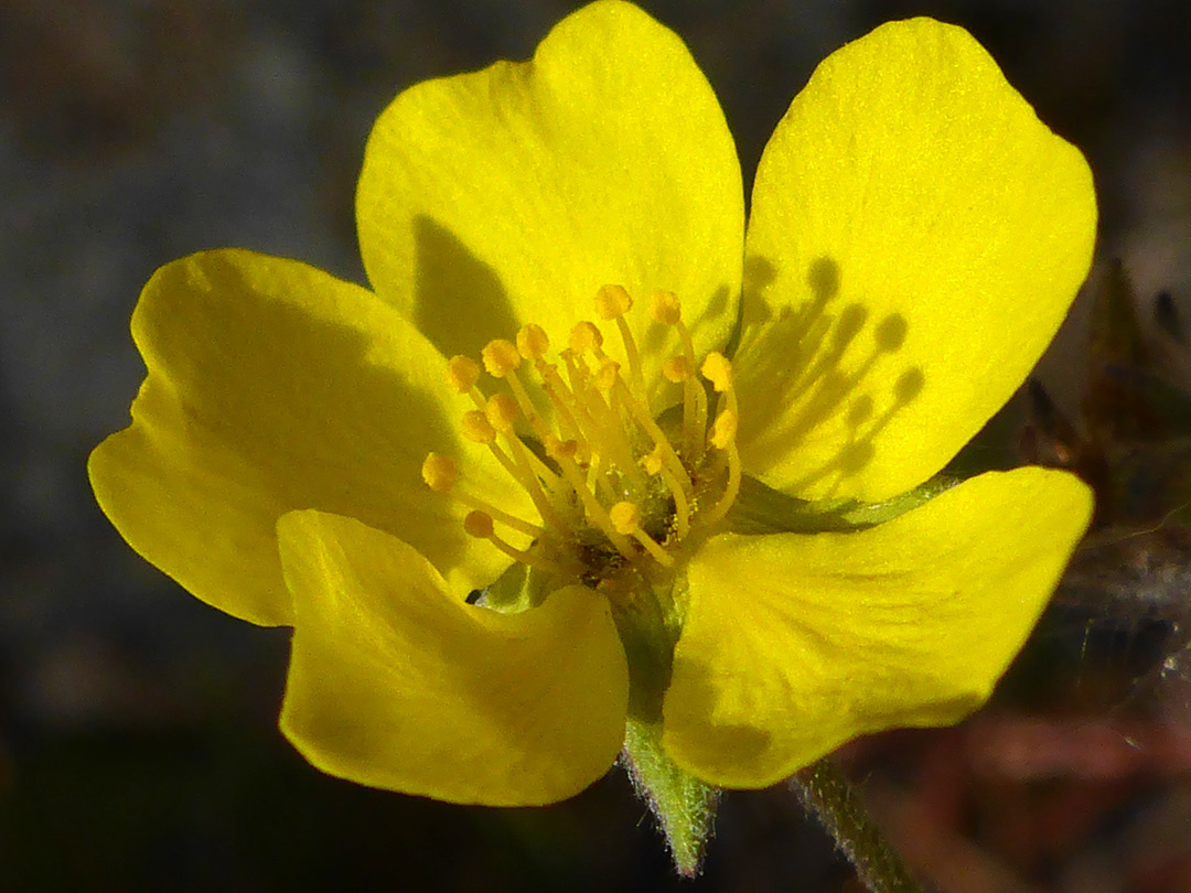 Yellow petals