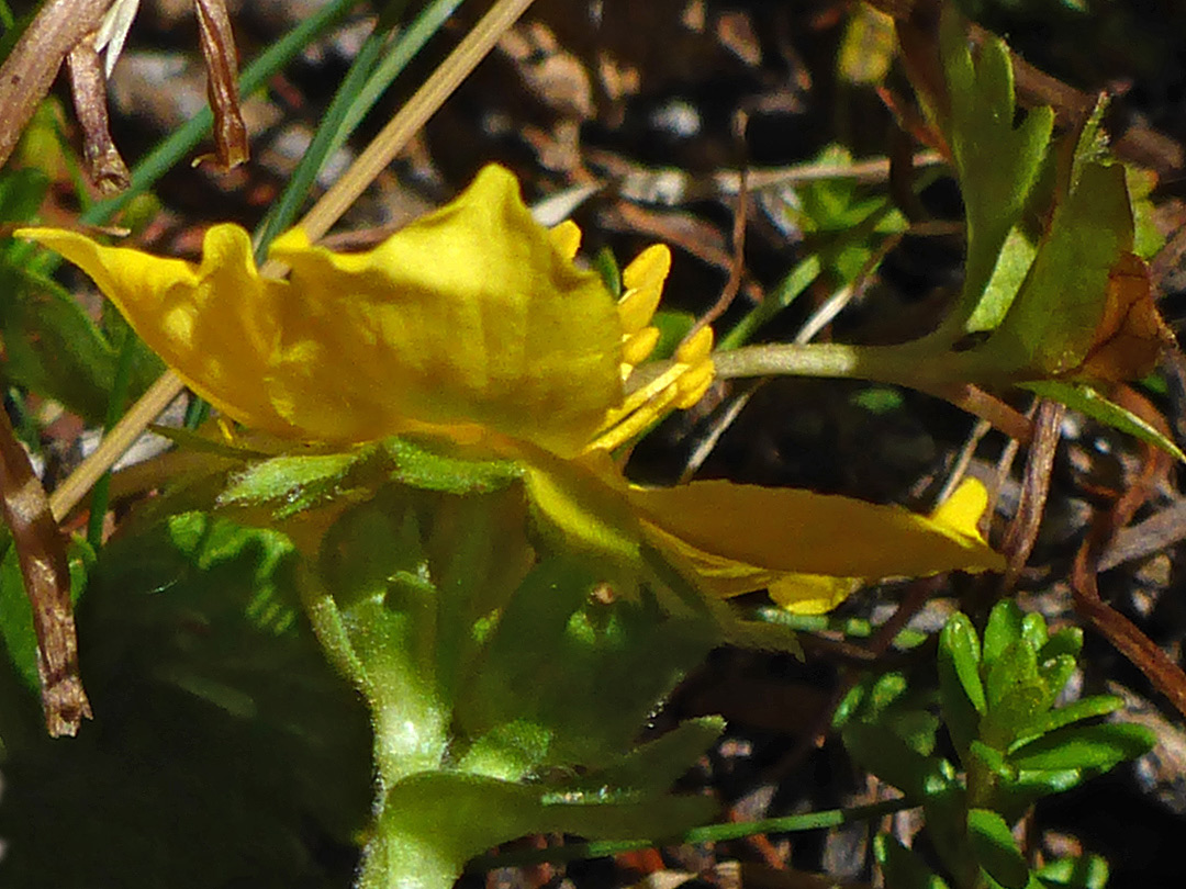 Sepals and petals