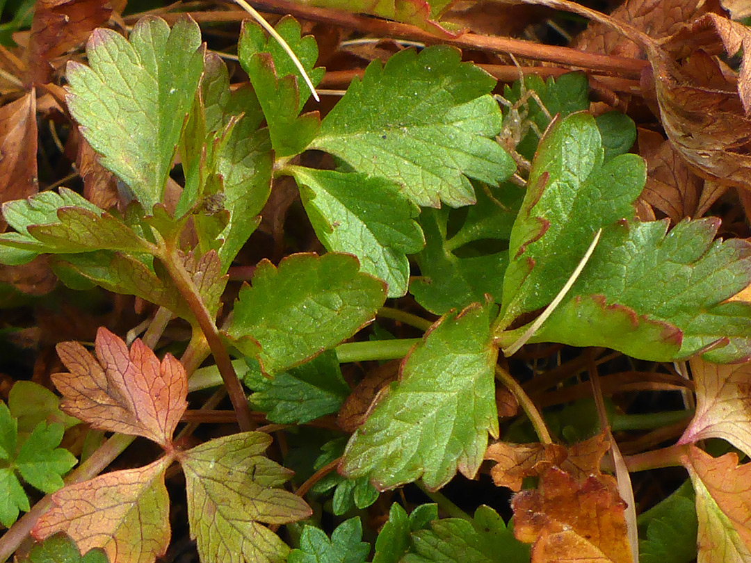 Toothed leaflets