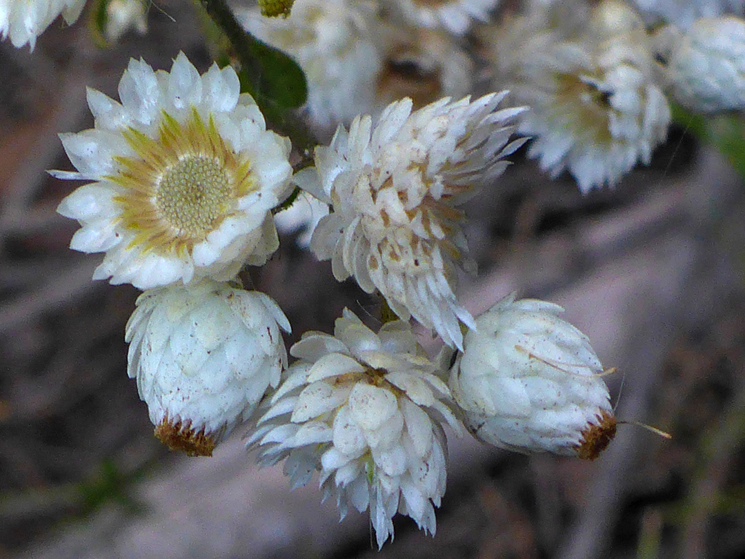 Group of flowerheads