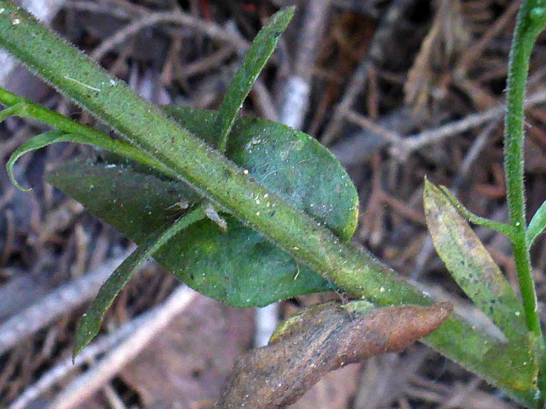 Stem and leaves