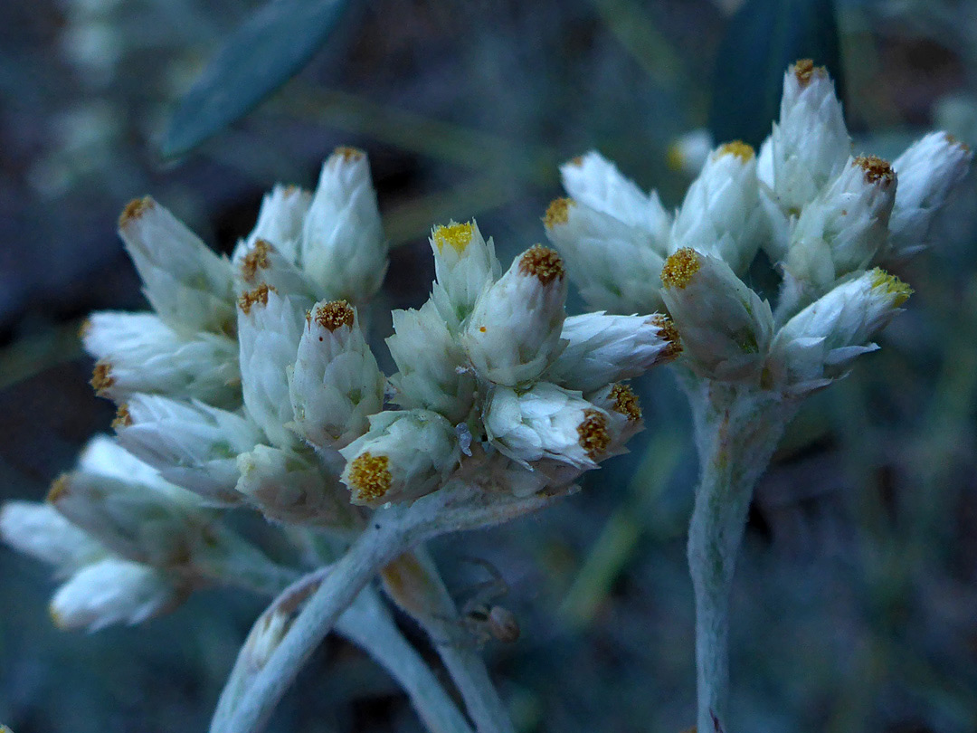 Flowerheads