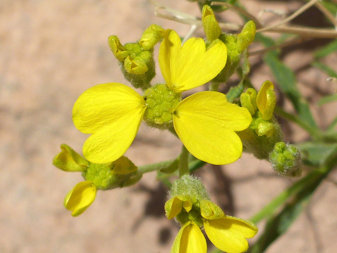 Greenish-yellow flowers
