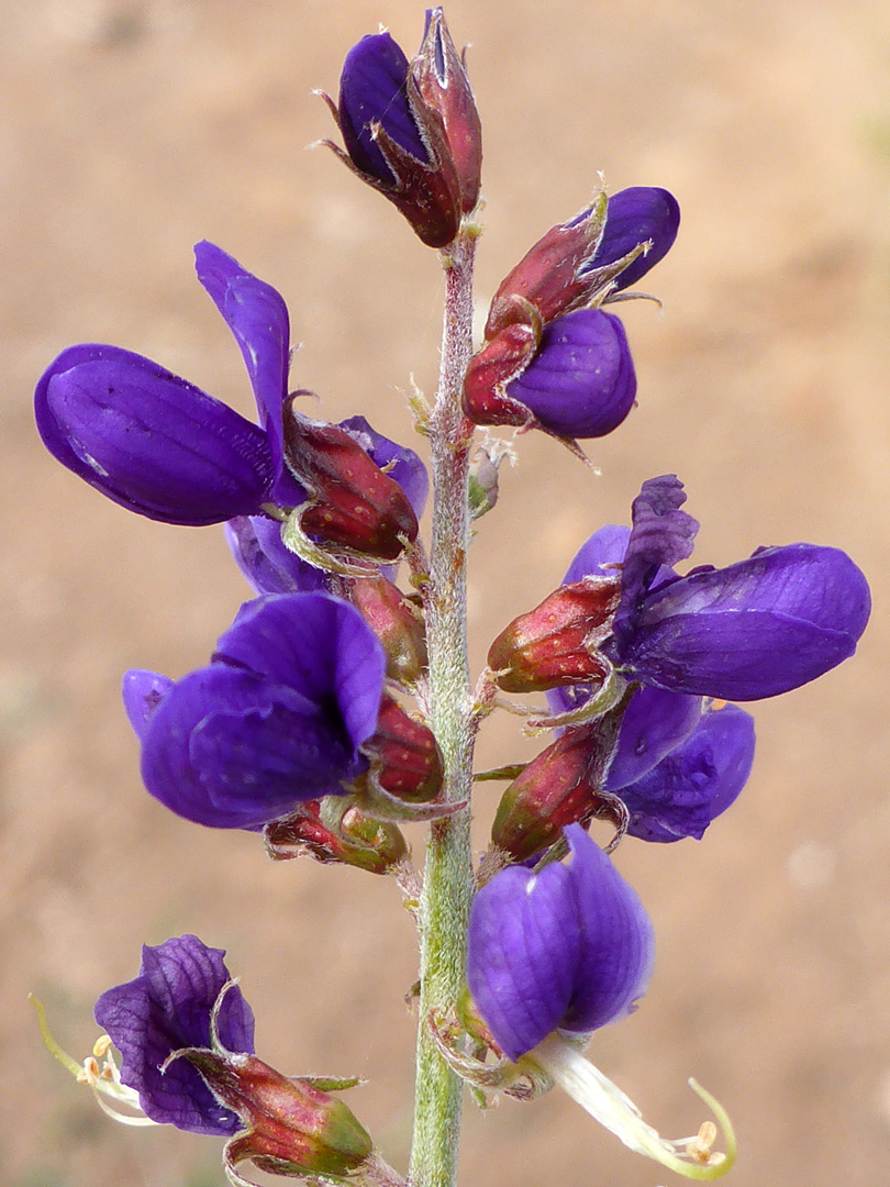 Dark purple flowers