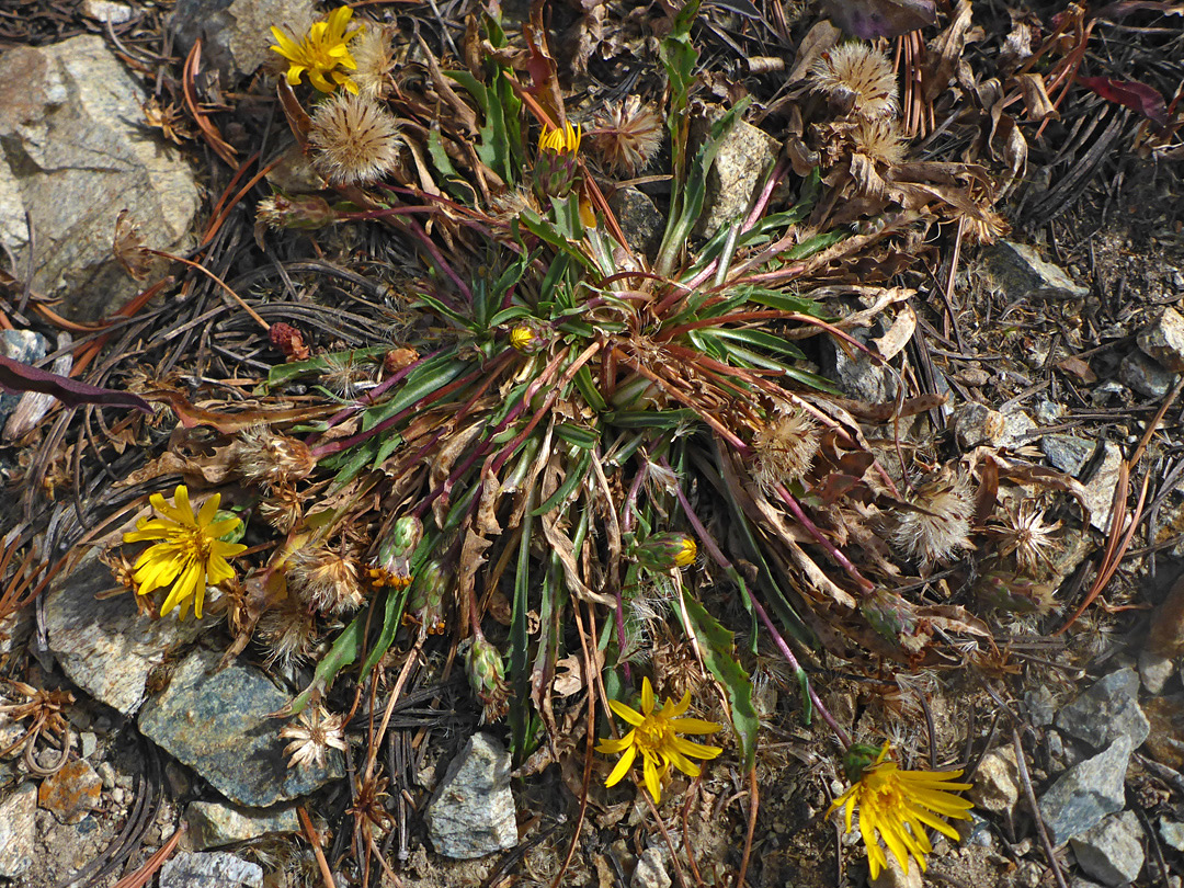 Plant in situ