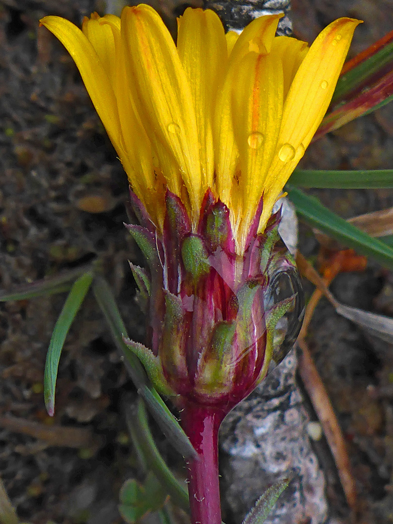 Florets and phyllaries