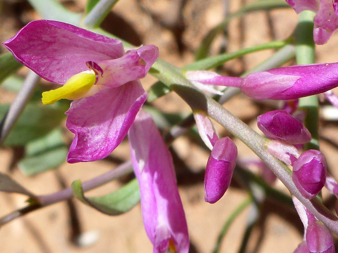 Pea-like flowers