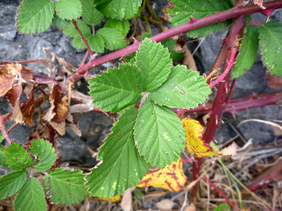 Red stems and green leaves - pictures of Armeniacus, Rosaceae - wildflowers of West USA