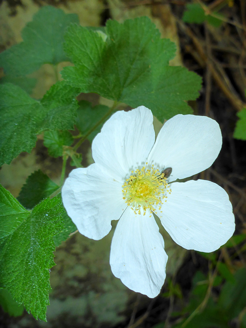 Leaves and flower