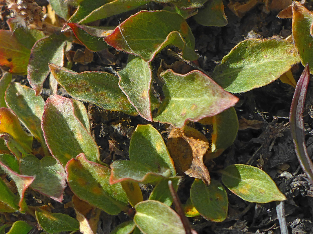 Cobwebby leaf hairs