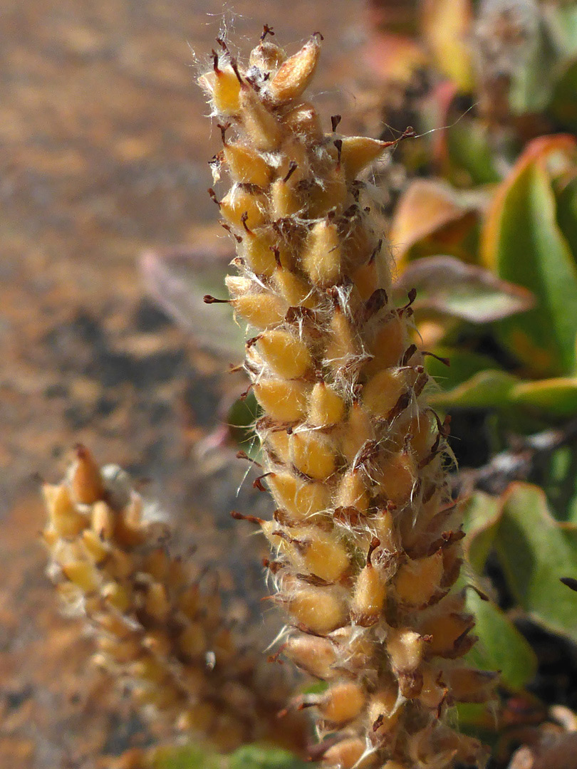 Hairy inflorescence